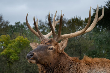 Elk with antlers close up
