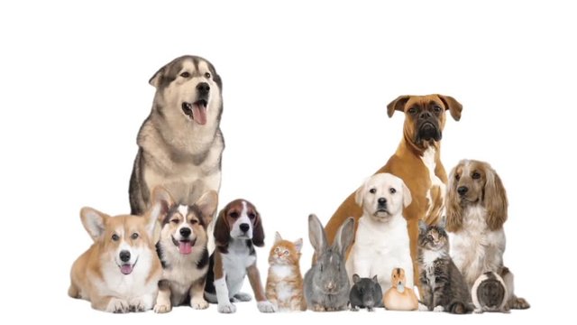 different animals on white background
