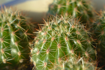 Small potted cactus close up Selective focus