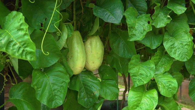 Malaysian passion fruit on an maracuya plant in a tropical garden