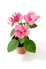 Bougainvillea Chameleon pink in a flower pot on a white background