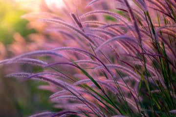 Blurred green grass with sun light , Wild grass's natural background.