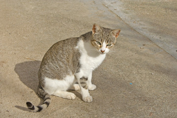 cat sitting sunbathing