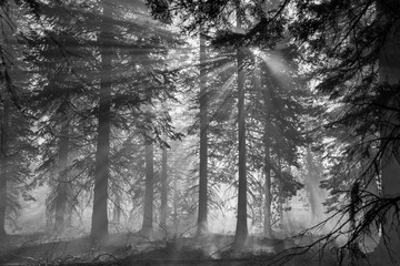 Panele Szklane  smokey forest