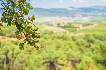 Vegetation of Provence in the Luberon - Roussillon - blurred background - copy space
