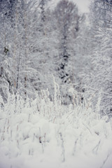 Fototapeta na wymiar Natural background, landscape: snow-covered forest on a winter day