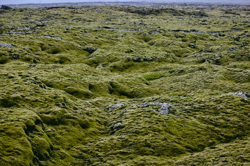 fairy lava fields covered with the northern moss