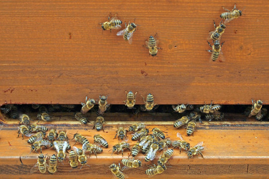 western honey bees (Apis mellifera) gathering at the entrance to the beehive, Frankfurt am Main, Germany