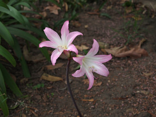 flowering Amaryllis belladonna (common names: Jersey lily, belladonna-lily, naked-lady-lily or March lily) at the cemetery of the Old Mission of Santa Barbara, California, USA