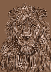  portrait of a lion
