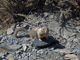California ground squirrel (Otospermophilus beecheyi) at Big Sur Coast, California, USA