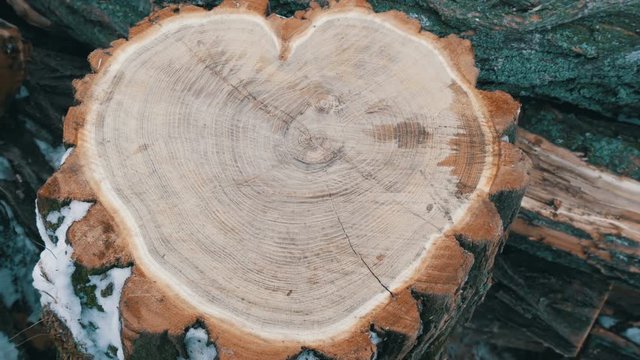 An interesting strange shape of the trunk of a tree in the shape of heart. Two felled tree trunk lie on the background of firewood, St. Valentine's Day