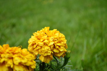 yellow flowers in the garden
