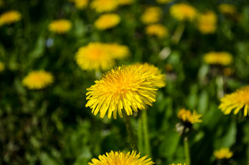 dandelion in the grass
