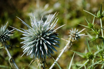 wild thistle flower