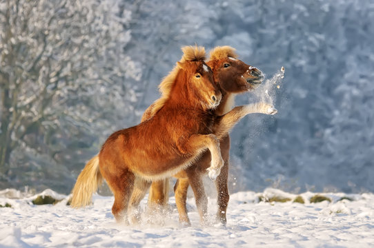 Two Icelandic horses, a foal and its mother, playing snowball fight 