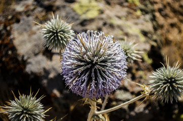 thistle in bloom