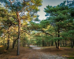 Kiefernwald am Meer