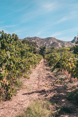Fototapeta na wymiar Season of grape harvest in vineyards of Provence - grape industry in France