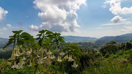 Fototapeta na wymiar White flowers in the forest on the mountain