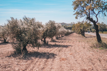 Fototapeta premium Highway in Provence past olive groves