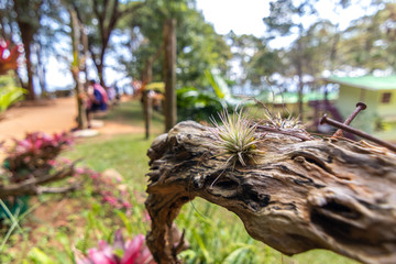 Take a closer look at the small tree on the wood.