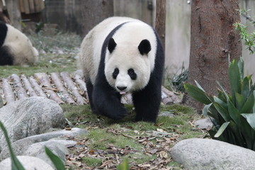 Fototapeta premium Fluffy Female Panda exploring her Area, Chengdu, China
