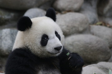 Lovely Face of Fluffy Panda
