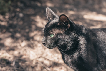 Black Cat Look - Graceful Animal - Copy Space