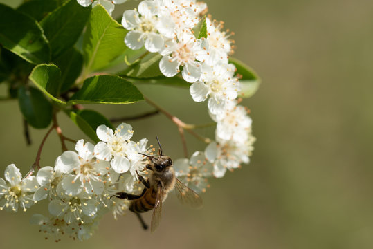 honey bee collects pollen from pyracantha flowers