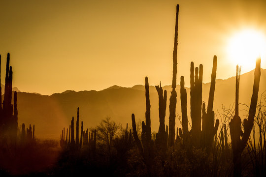 Sunset over the mountains and cactus of the Sonoran Desert in Baja California Mexico