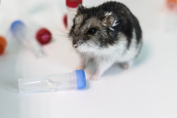 Laboratory hamster sitting on the background of reagents