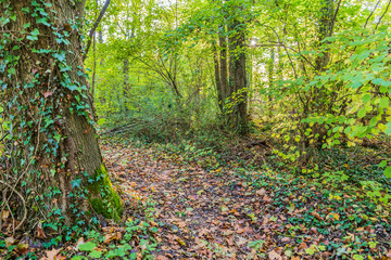 Obraz premium Forest path with autumn leaves