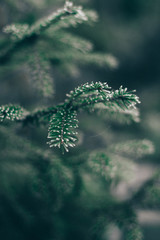 Christmas tree branches in hoarfrost with a blurred background