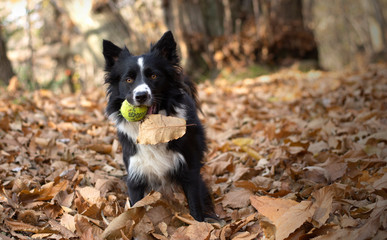 Wonderful border collie puppy plays happily and amused in the autumn leaves.