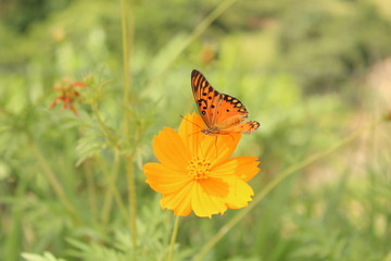 Butflower