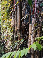 Old Asian Hanging Bamboo Wish Tags with Plants on Wall