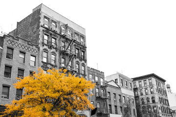 Big yellow tree on the street in front of black and white buildings in the East Village of Manhattan New York City