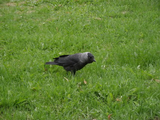 jackdaw on grass