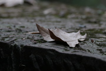 autumn leaf on the ground , Maple Leaf