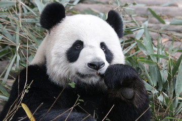 Close up Cute Giant Panda Cub, China