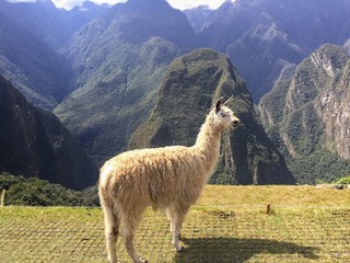 A closeup view of a white llama standing at Machu Picchu with the Andes Mountains in the background.