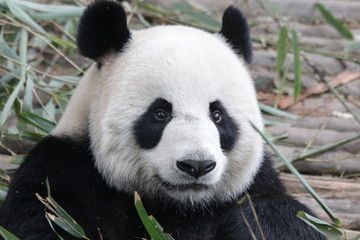 Close up Cute Giant Panda Cub, China