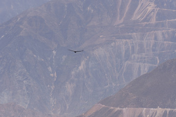 Condor Crossing Viewpoint