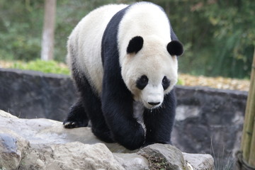 Fototapeta premium Famous Male Panda, Tai Shan, Dujiangyan, China