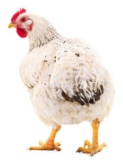 White hen isolated.
