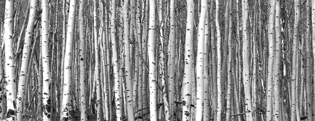  Zwart-wit bomen achtergrondpatroon © deberarr