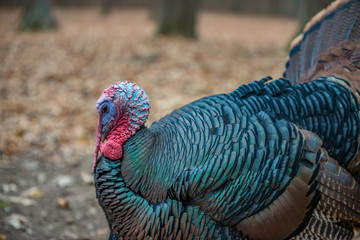 Wild male turkey tom closeup with fan of feathers while strutting and fall leaves on the ground ready for Thanksgiving side view.