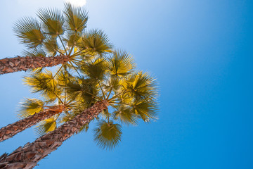 Bottom view of palm leaves against the blue sky on a hot summer day on vacation