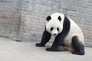 Fototapeta premium American Born Panda name Xiao Li Wu, China